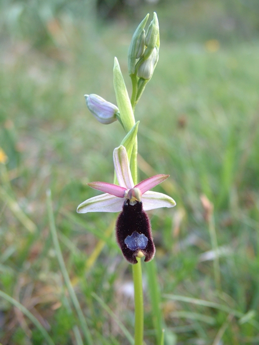 Ophrys bertolonii